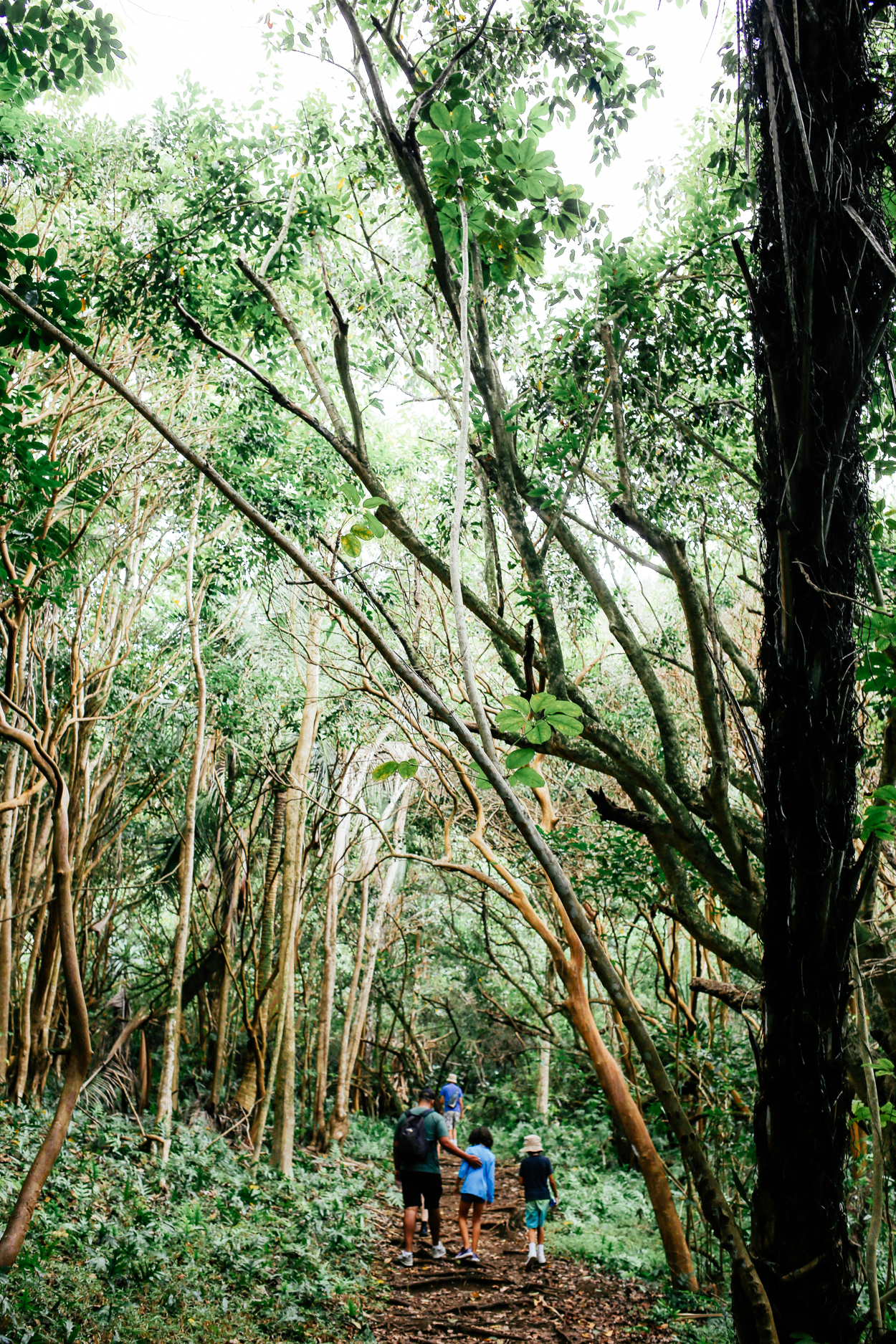 Oahu by justina blakeney 9